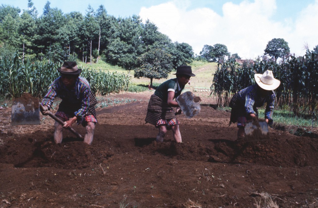 David Frohman, 1980, Guatemala, Food Security, Soy Agriculture, Soy Technology