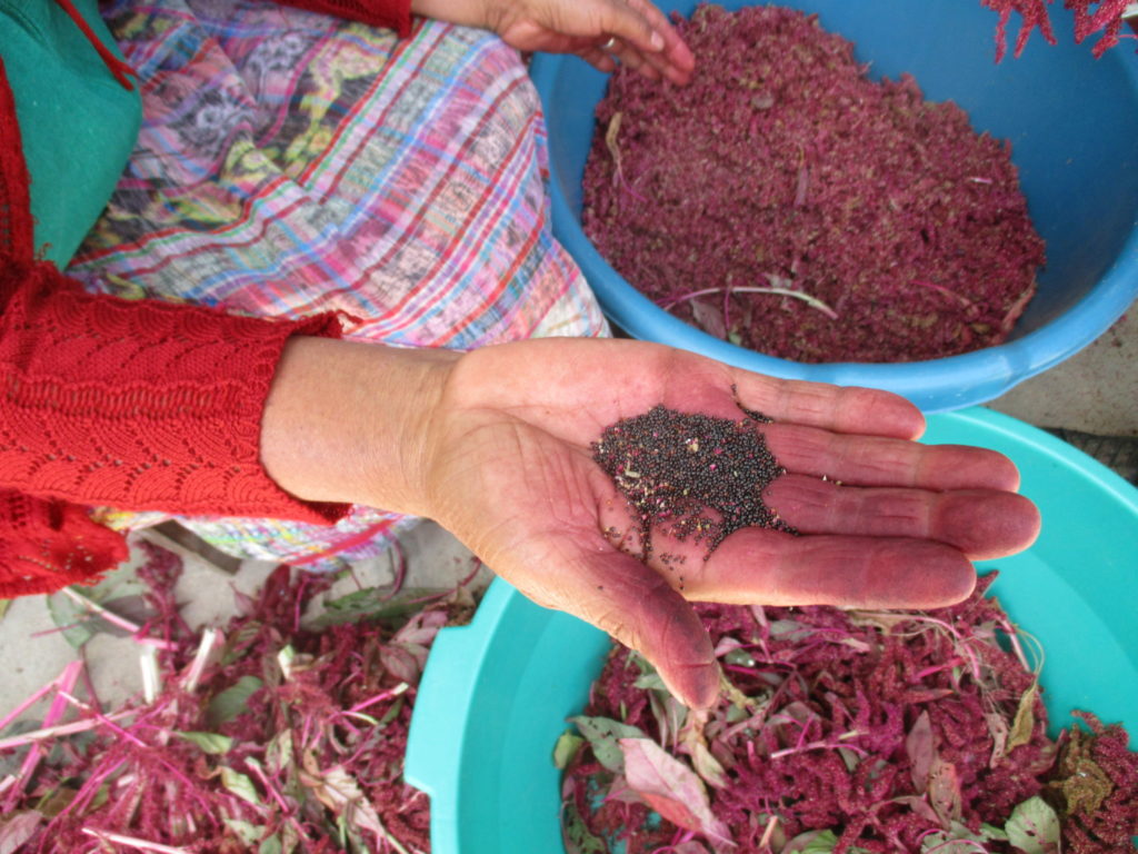 Jerry Hutchens, 2019, Guatemala, Amaranth Cultivation