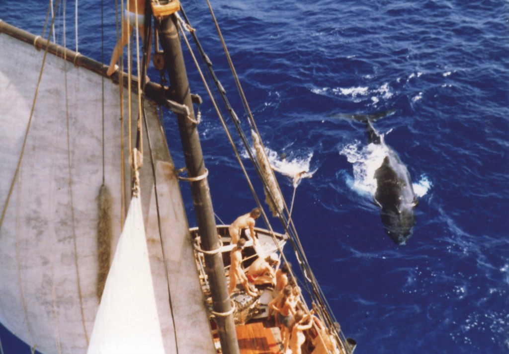 Andy Boatwright, 1982, Caribbean, The Fri