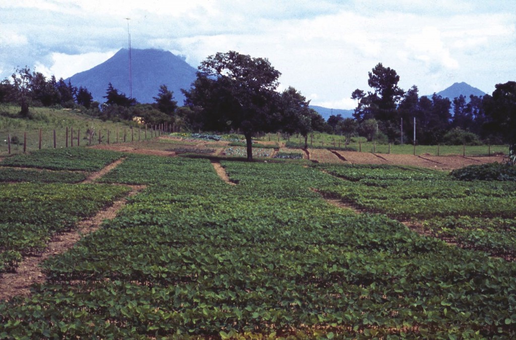 David Frohman, 1979, Guatemala, Food Security, Soy Agriculture