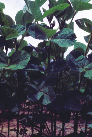 David Frohman, 1980, Guatemala, Soy Agriculture