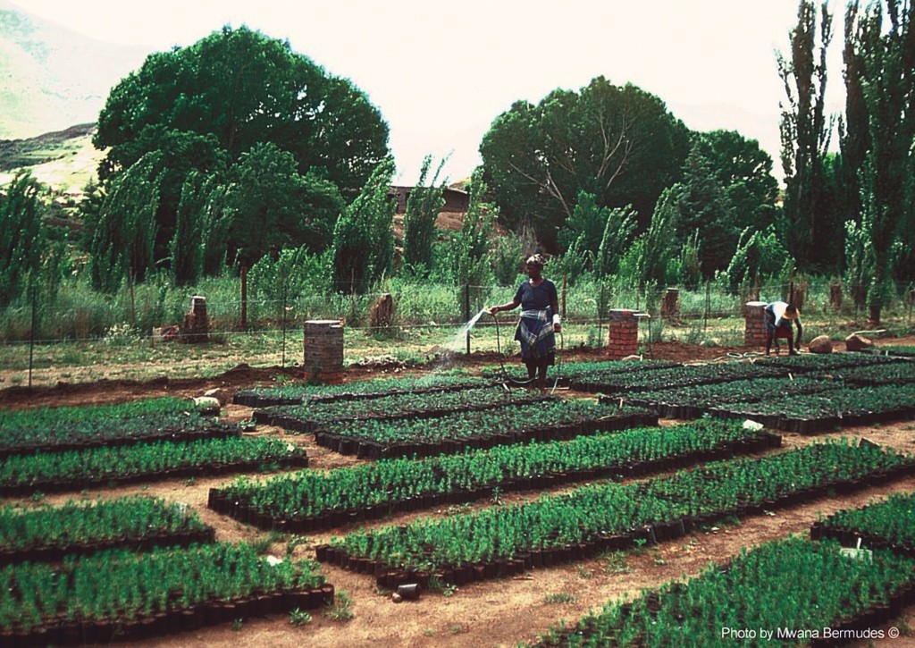Mwana Bermudes, 1980, Lesotho, Motsemocha, Community Gardens, Forestation